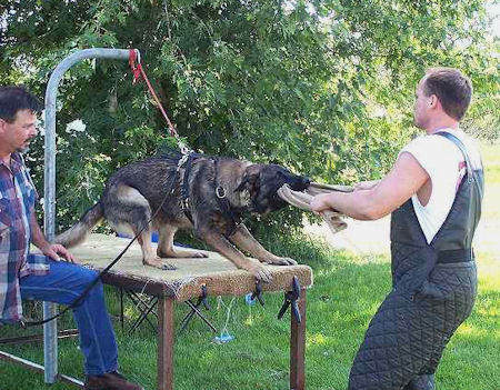 german shepherd dog equipment