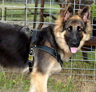 Harness size clearance for german shepherd