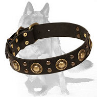 brass studded dog collar