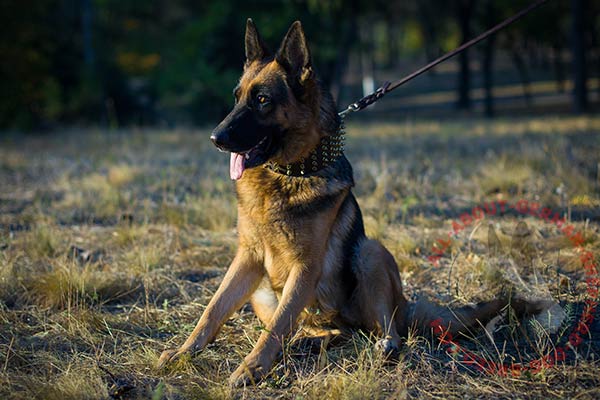 Stunning Dog 【Collar】 with five rows of Brass Spikes : German Shepherd ...