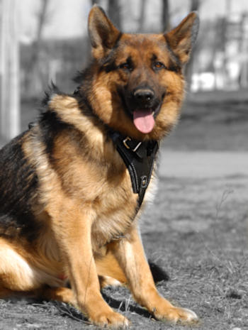 German shepherd 2024 dog supplies