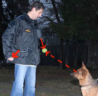 Dog Training Vest