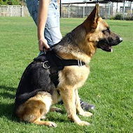 Best harnesses hotsell for german shepherds